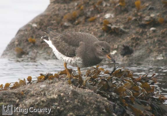 Photo of Surfbird - Aphriza virgata